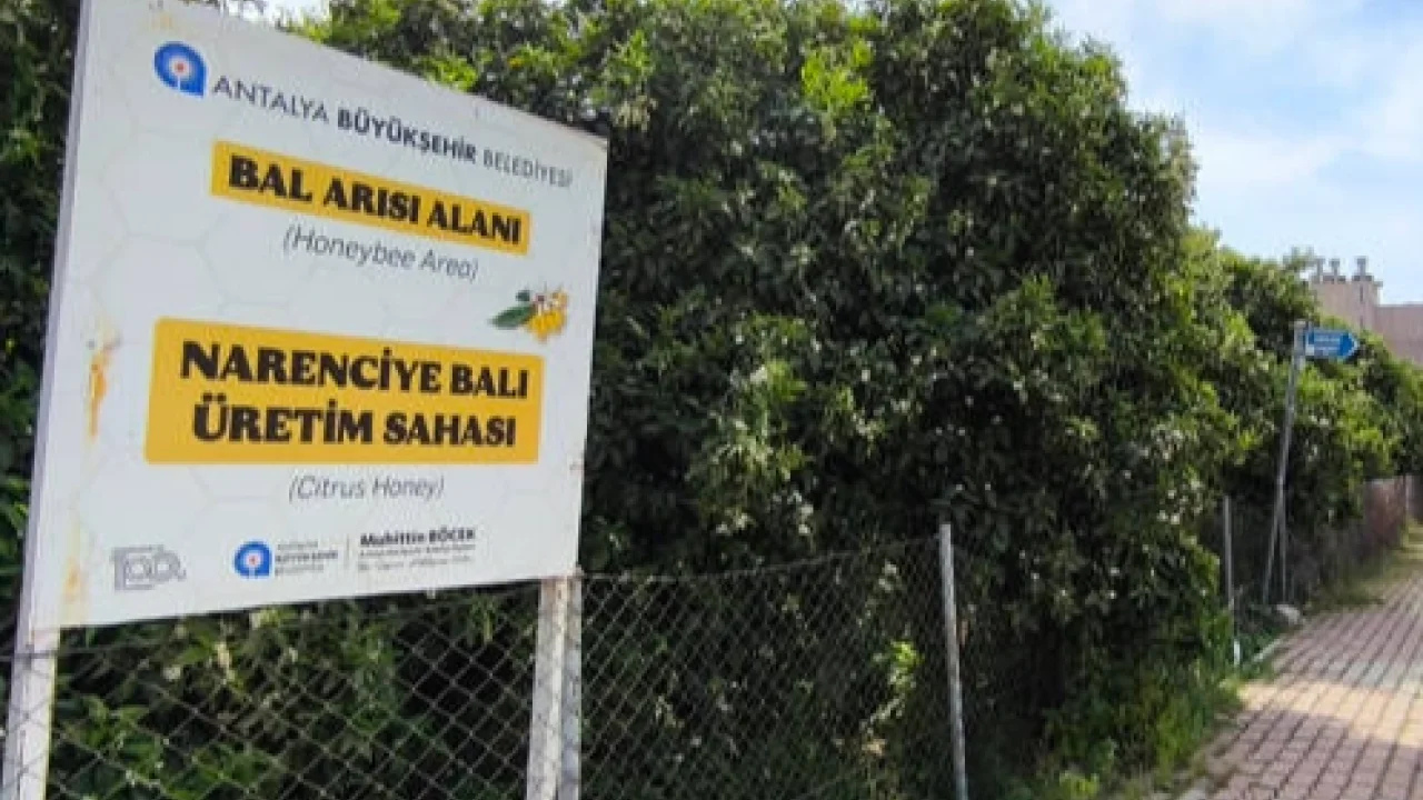Antalya'da 'Narenciye Balı' koruma altında
