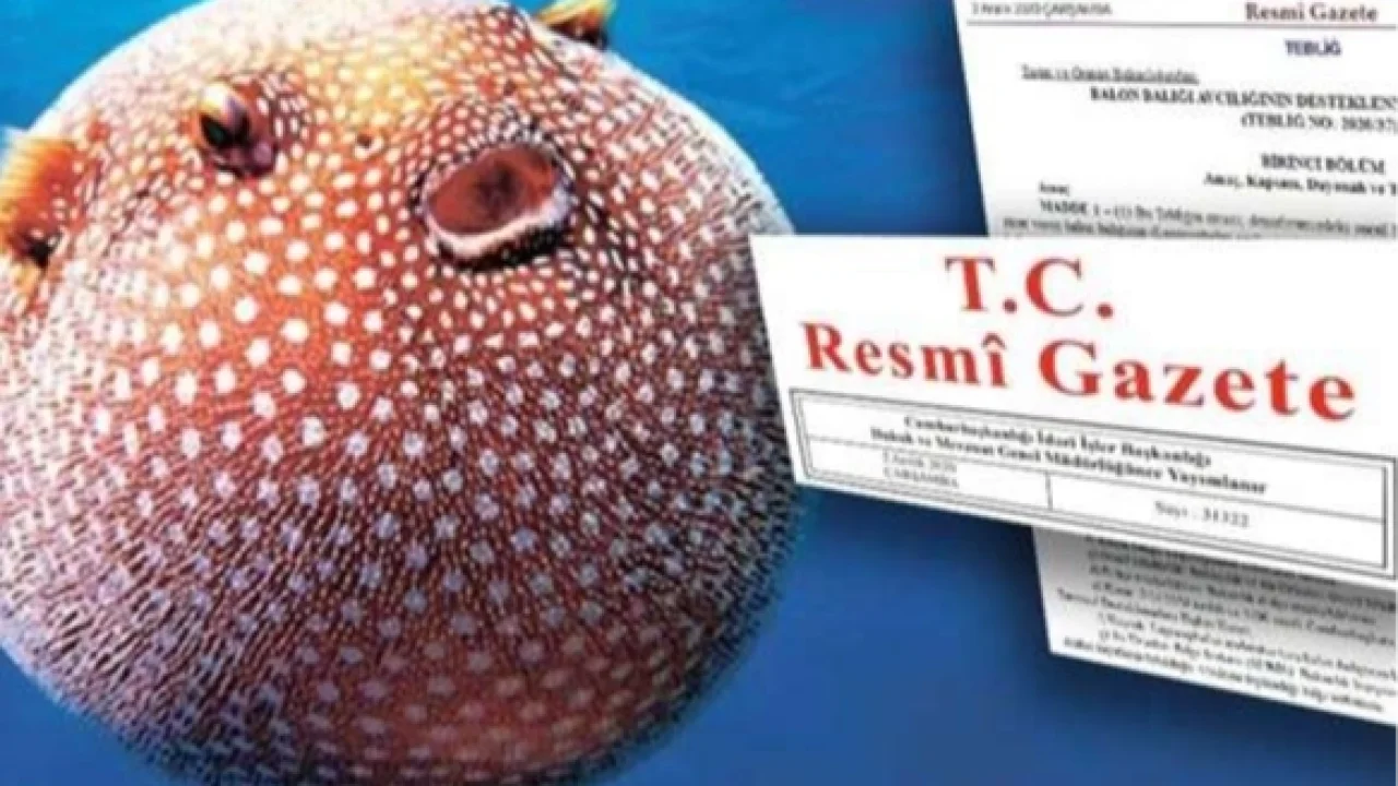 Balon Balığı avcılığı desteği artırıldı