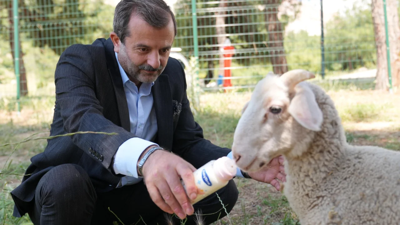 Bursa Gürsu'ya butik hayvanat bahçesi