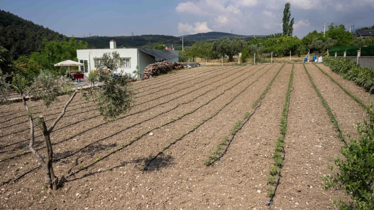 Kurbanlık hayvanların atıkları Bornova'da toprağa can oluyor