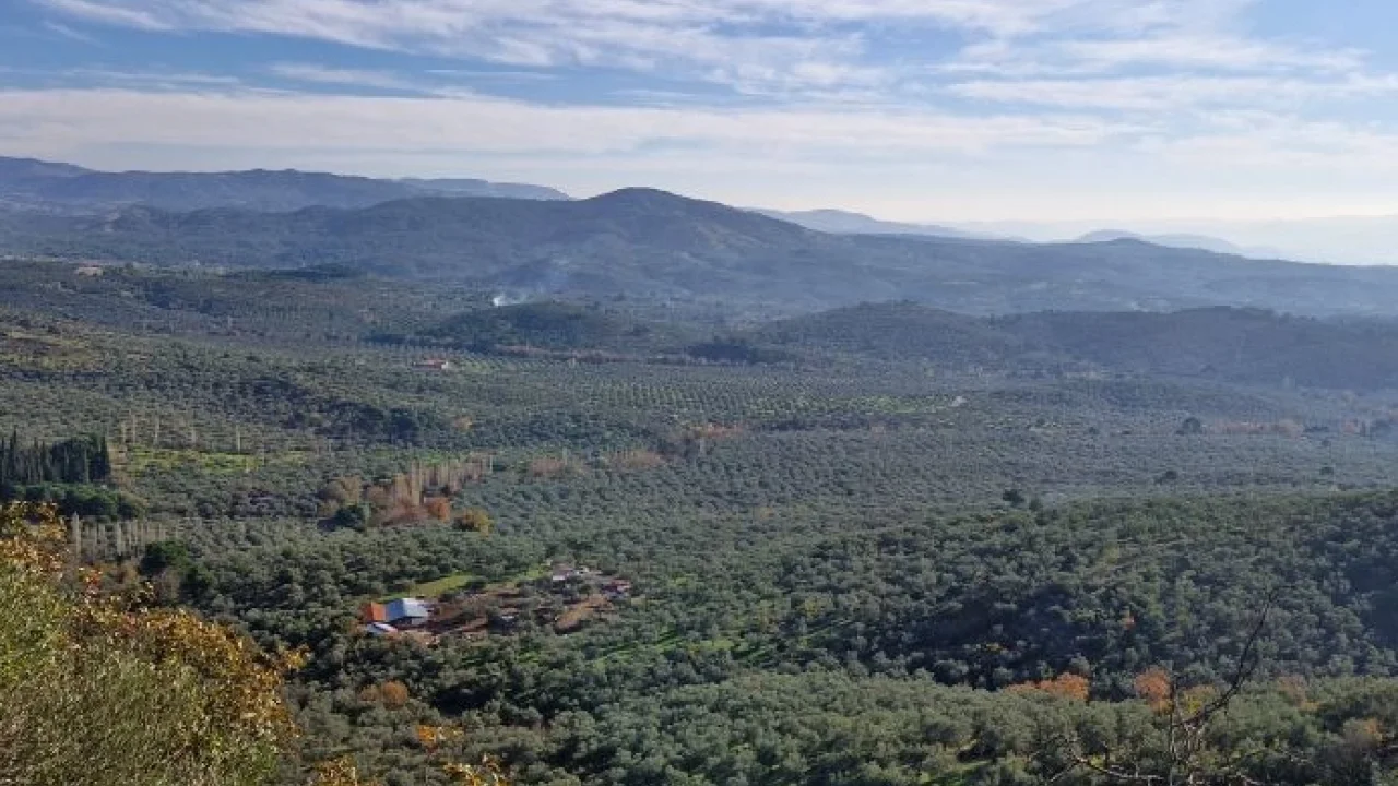 Zeytinlikler neden dokunulmazdır? Ortak açıklama yapıldı