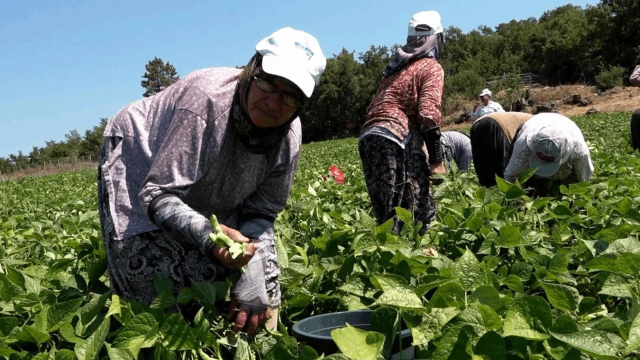 Balıkesirli üreticinin yüzünü Büyükşehir güldürdü