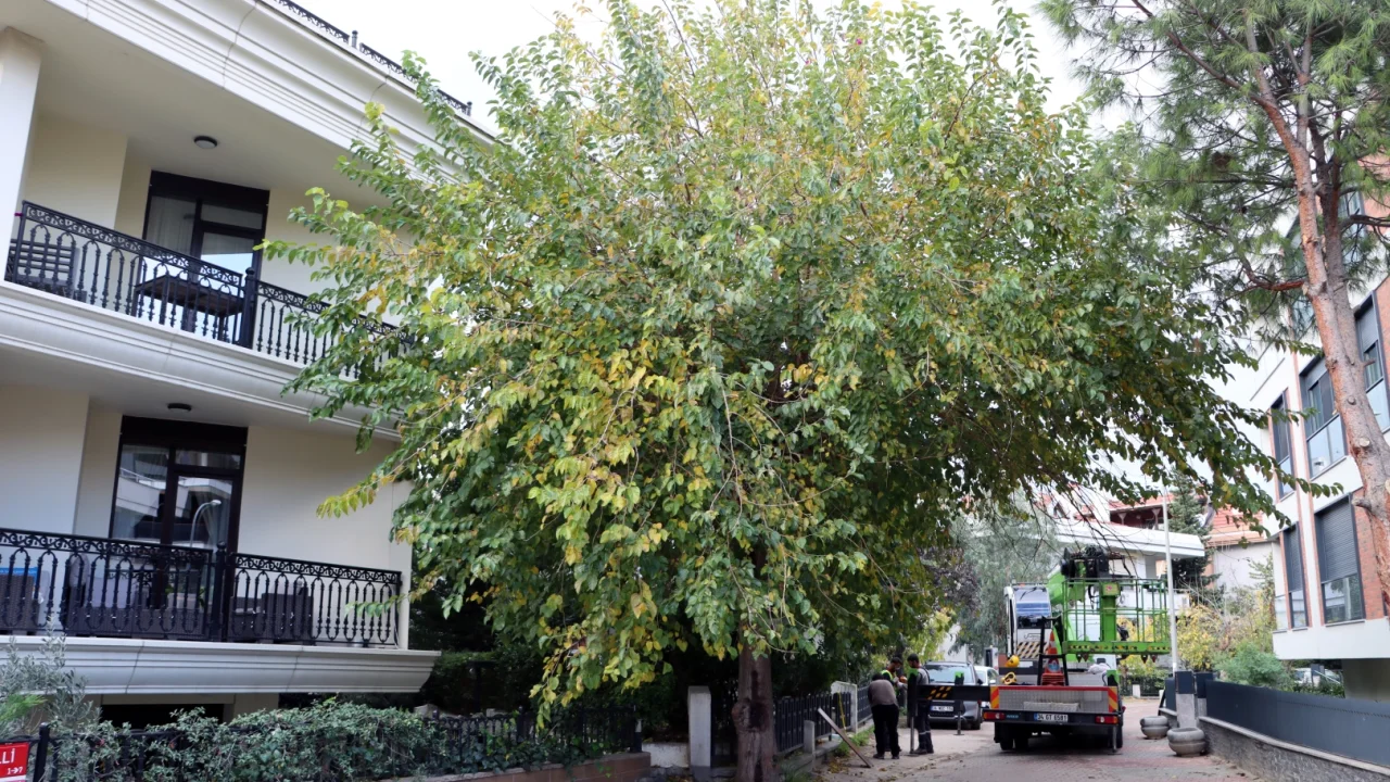 İstanbul Maltepe’de budama çalışmaları başladı
