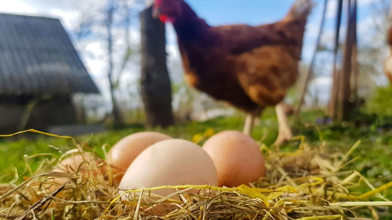 Tavuk eti üretimi 228 bin tonu aştı... Yumurta üretimi yıllık bazda azaldı
