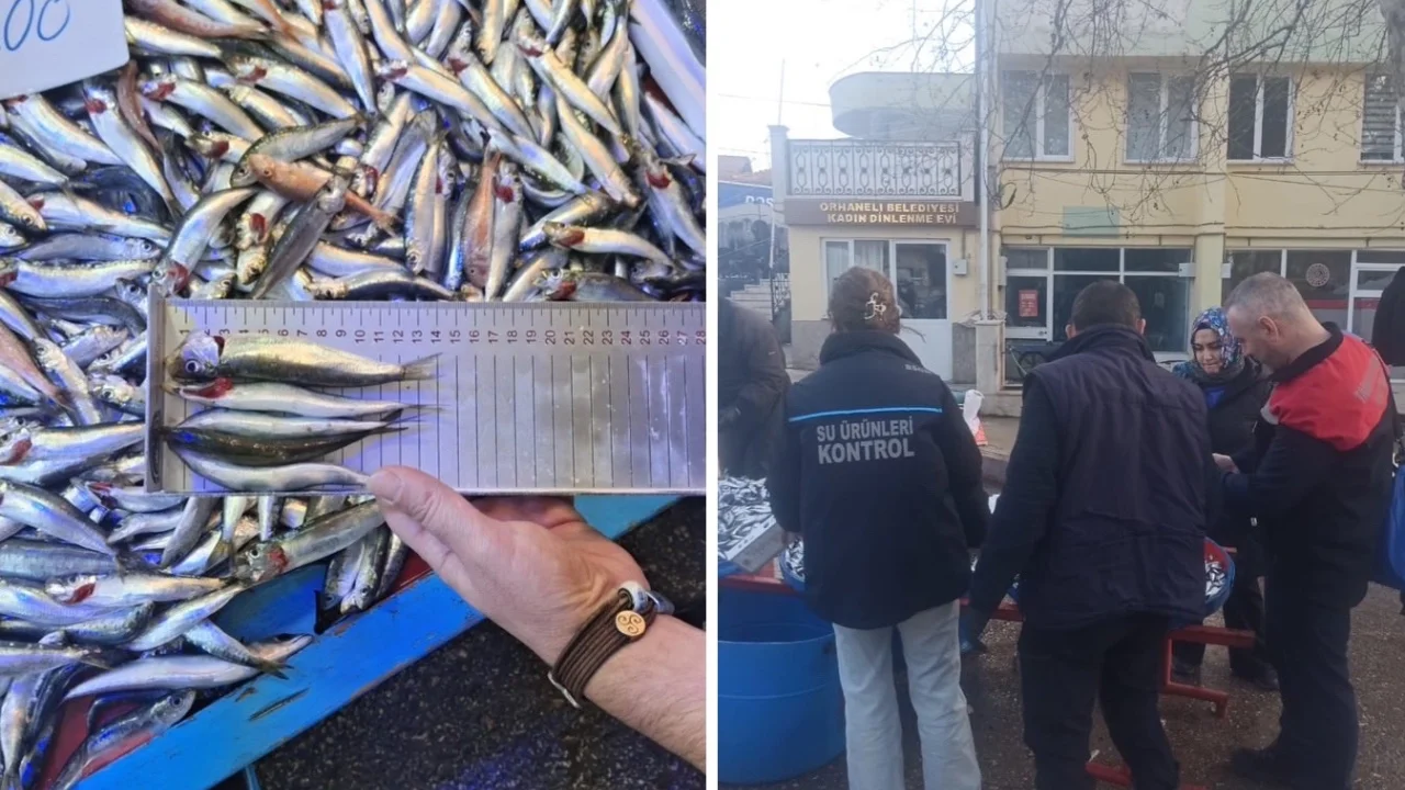 Bursa Orhaneli pazarında yasal boy altı istavritlere el konuldu