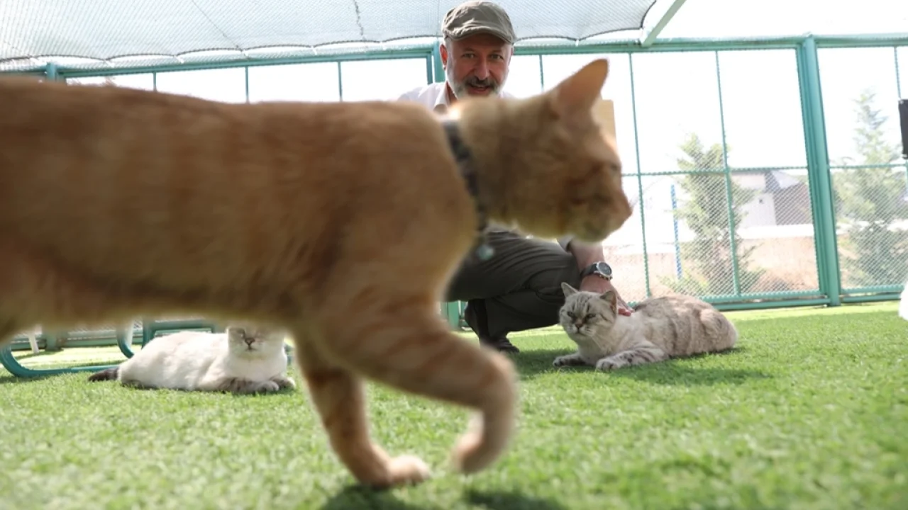 Küçük Dostlar Kedi Kasabası rekor ziyaretçiye ulaştı