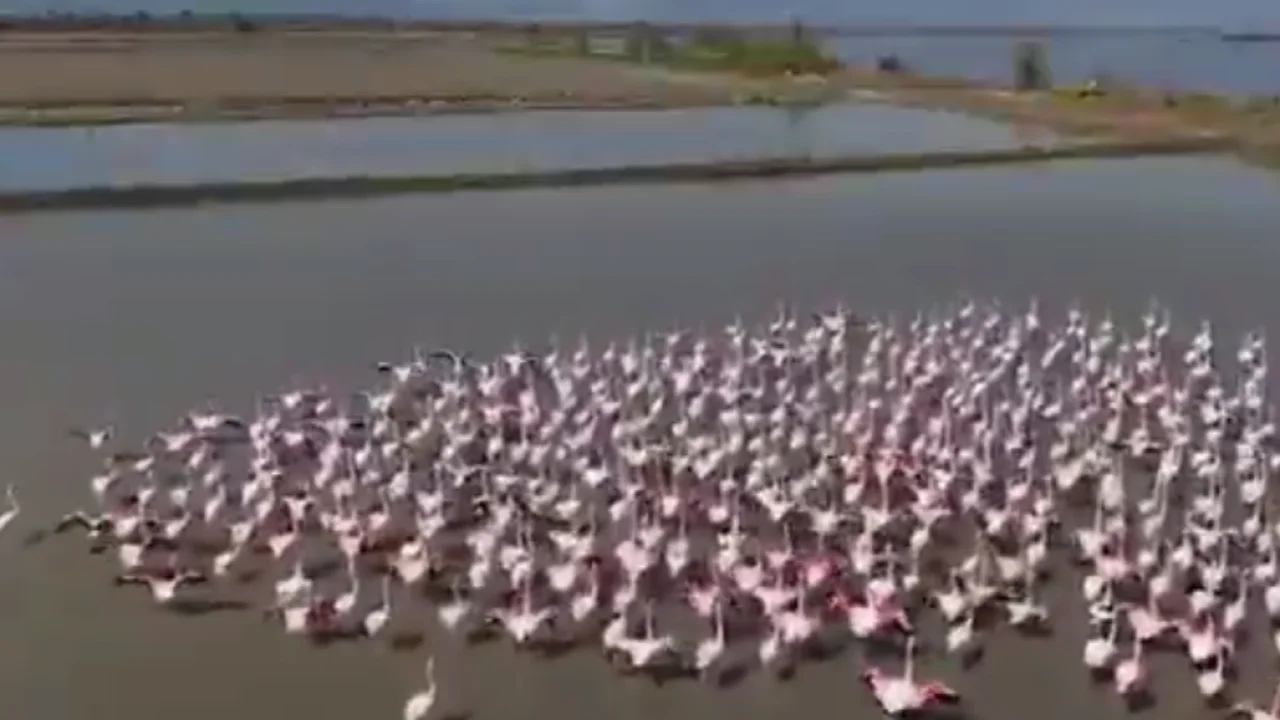 Aydın Söke’de flamingolar ve yaban kuşları için doğaya yardım