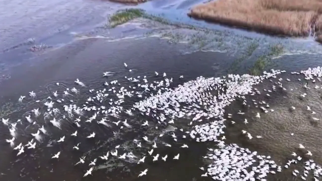 Kuşcenneti'nde görsel şölen... Yüzlerce Tepeli Pelikan aynı anda suya indi
