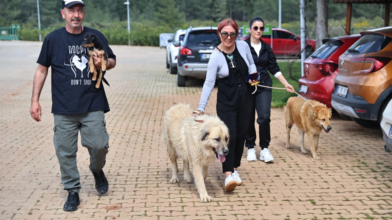 Antalya'da can dostlar sıcak yuvalarına kavuşuyor