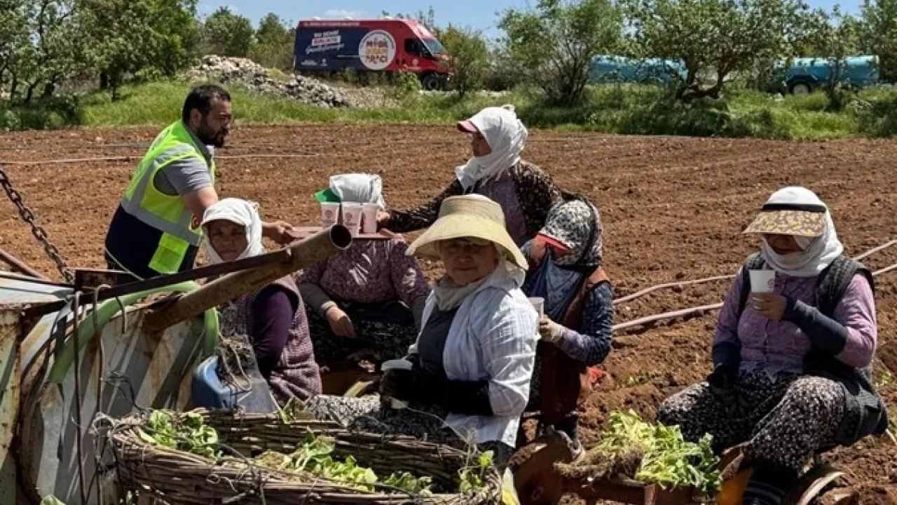 Denizli’de tarlalara ikram molası