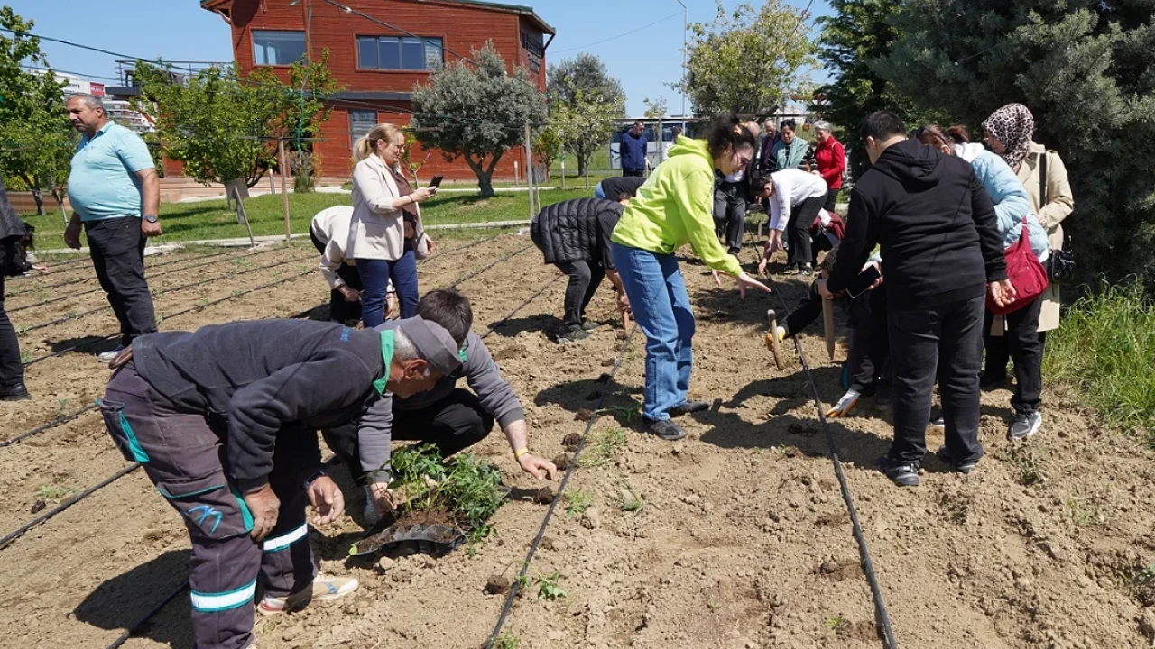 İstanbul Beylikdüzü'nde yazlık fideler toprakla buluştu