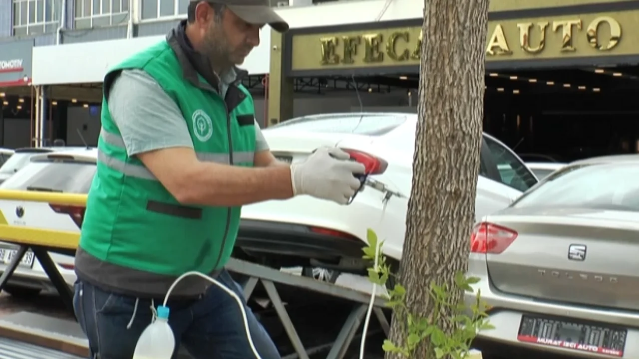 Kayseri Kocasinan'da ağaçlara sıkı koruma