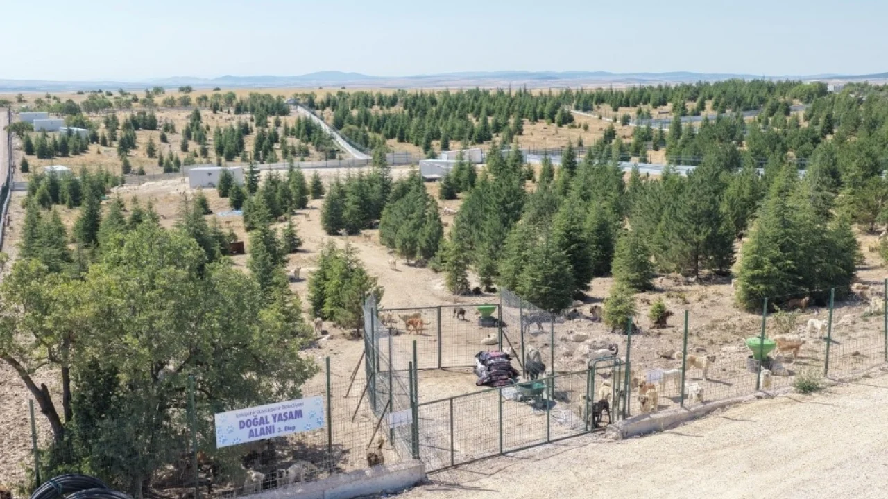 Eskişehir Büyükşehir’den sahipsiz hayvanlara yeni proje