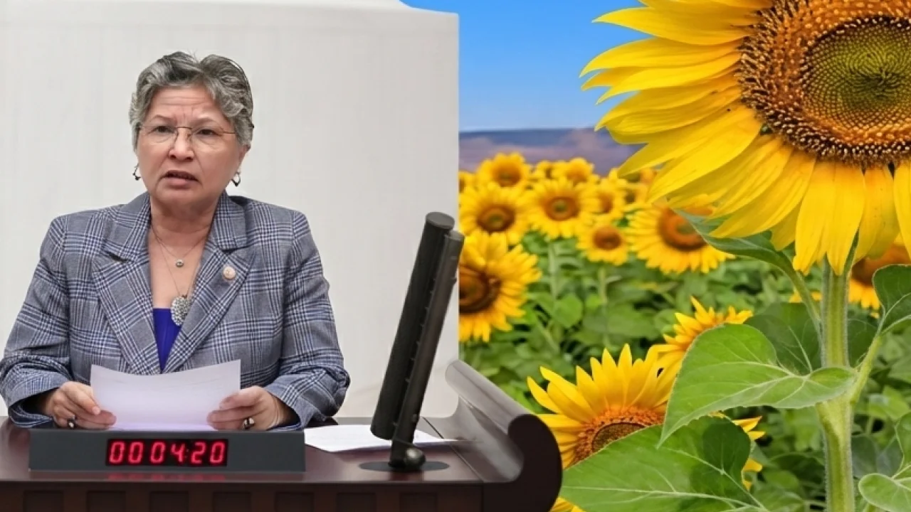 CHP'li Yontar: Ayçiçeğinde üretici tarlasını değil, zararını biçiyor