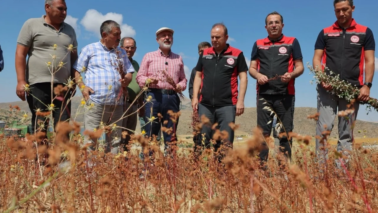 Kayseri Kocasinan karabuğdayın ilk hasadını yaptı