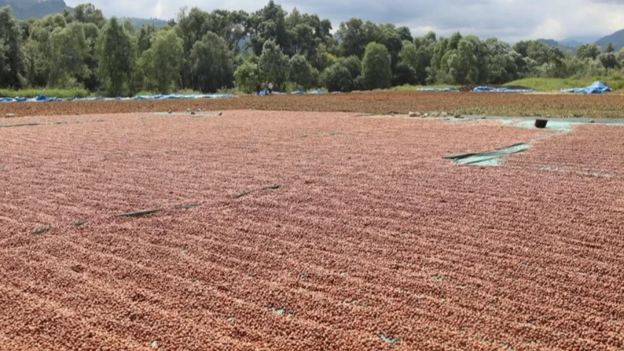 Ordu’da fındık hasadı ve katma değerli üretim