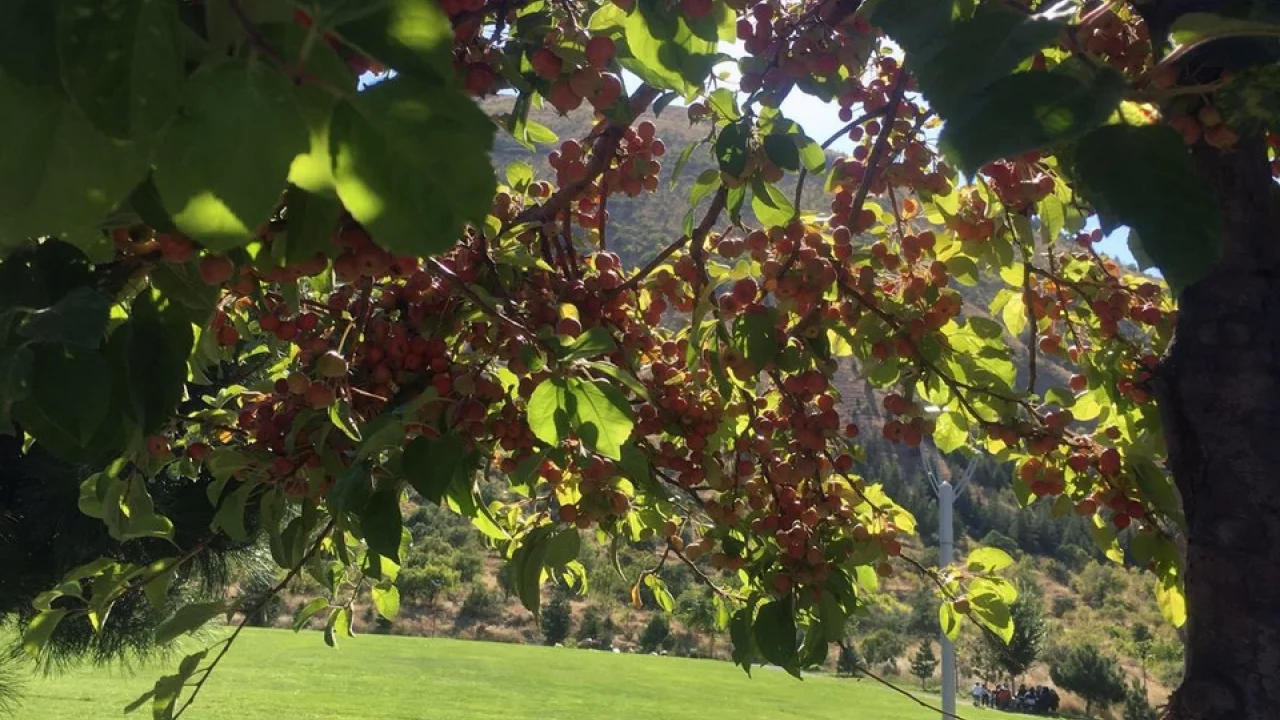 Ali Dağı 360 Kafe'de süs elması bereketi
