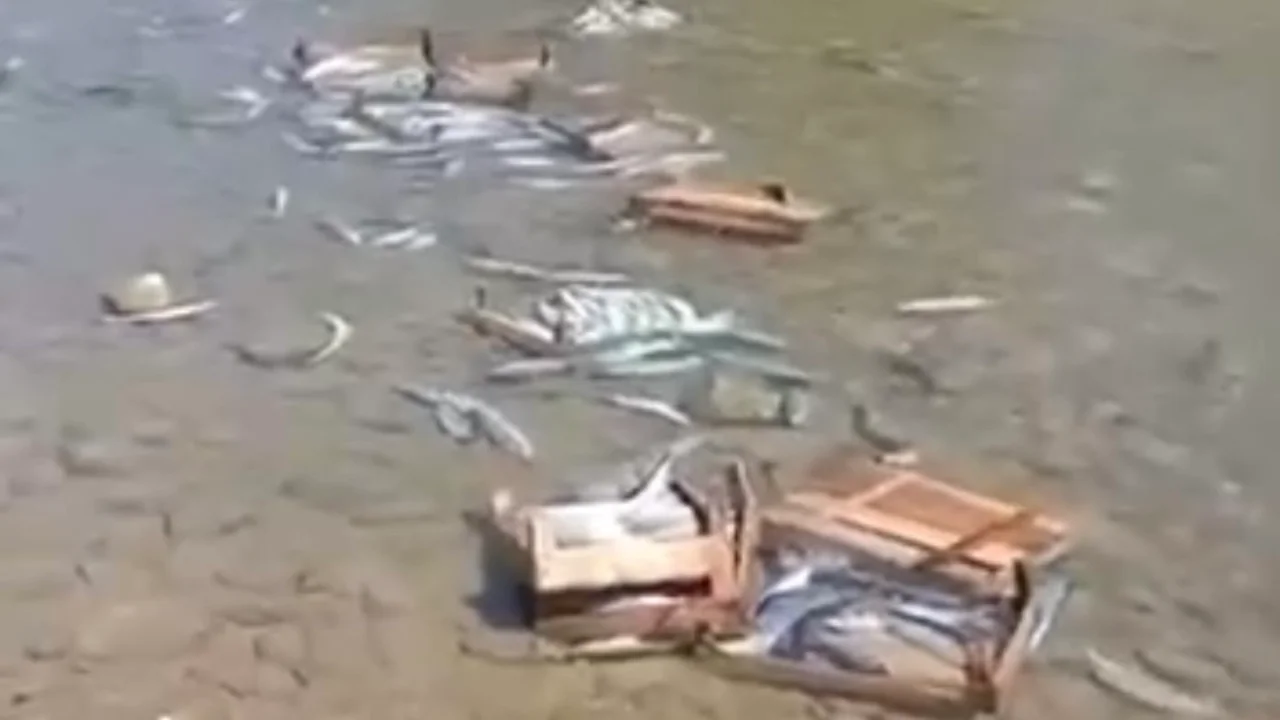 Düzce Cuma Yanı’nda palamutların dereye döküldüğü iddiası
