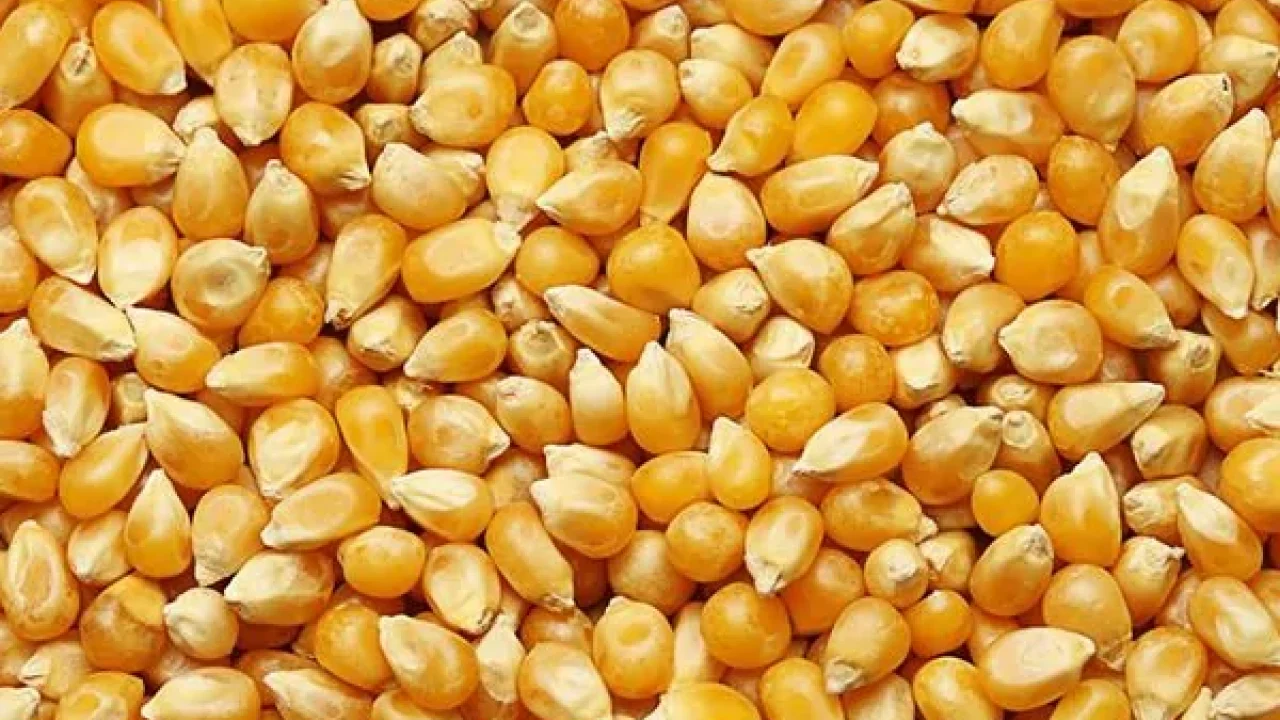Dalaman’da 1.400 ton dane mısır satışa çıkıyor