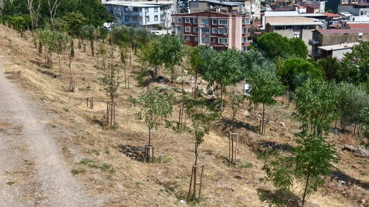 İzmir'in kıraç topraklarında yeşil dönüşüm