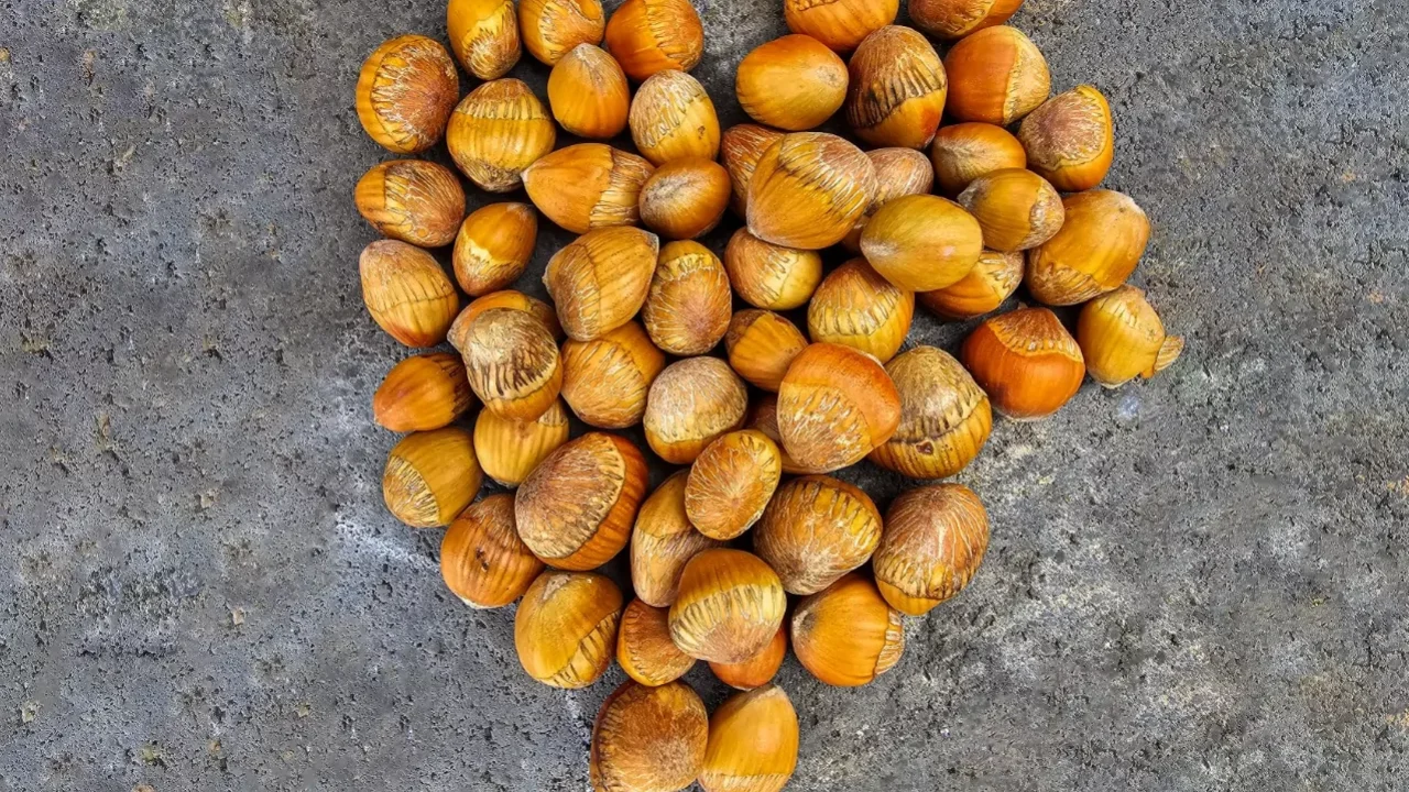 Kuraklığa karşı Türk fındığı hamlesi! Çakıldak ve Giresun Yağlısı aşılanacak
