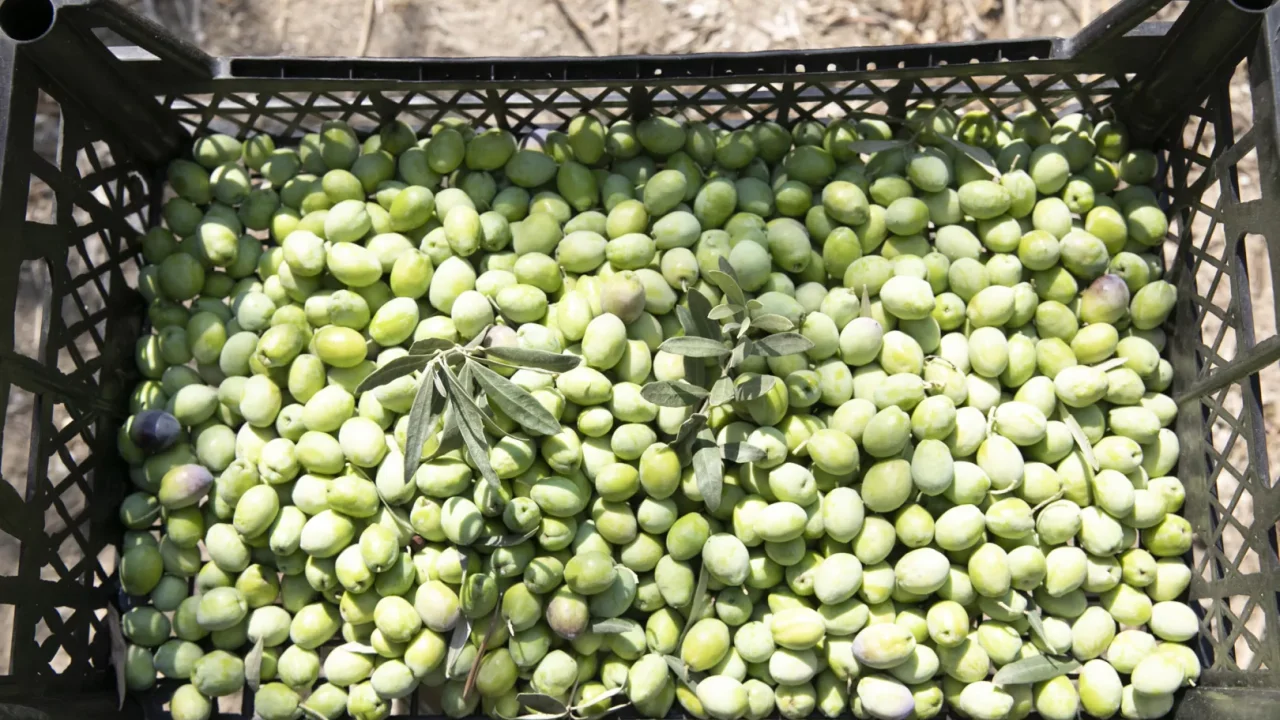 Mersin’de zeytin fidanları ürün verdi