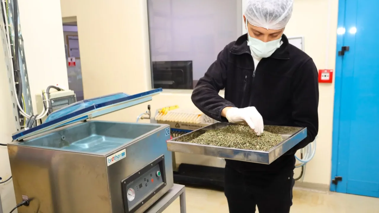 Tarladan Türkiye’ye Ormanya imzası... Tıbbi ve aromatik bitkiler değer kazanıyor