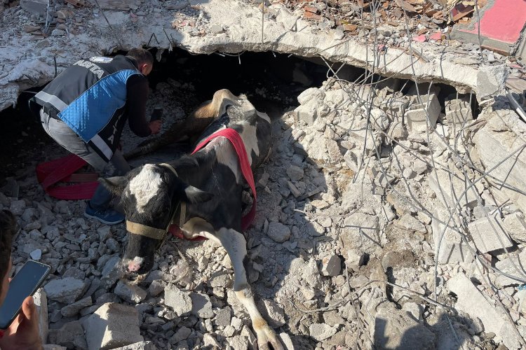 17 gündür Antakyada enkaz altında olan inek canlı kurtarıldı