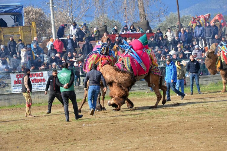 27. Atça Deve Güreşi Festivali düzenlendi -