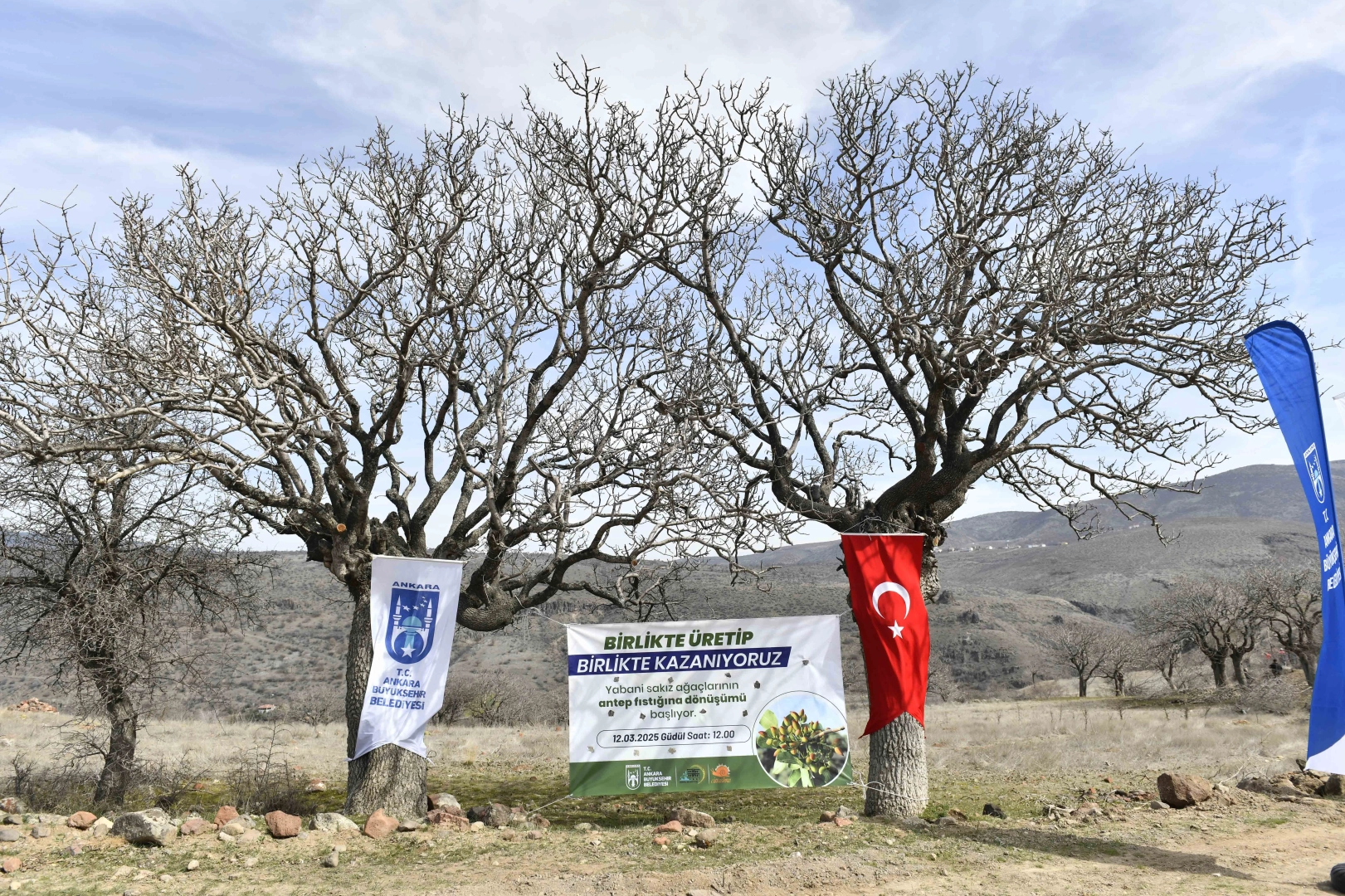 Yabani sakız ağaçları Ankara fıstığı olacak! 