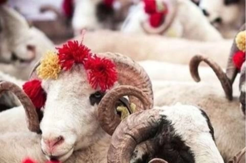 2025 Kurban Hizmetleri Tebliği yayımlandı 