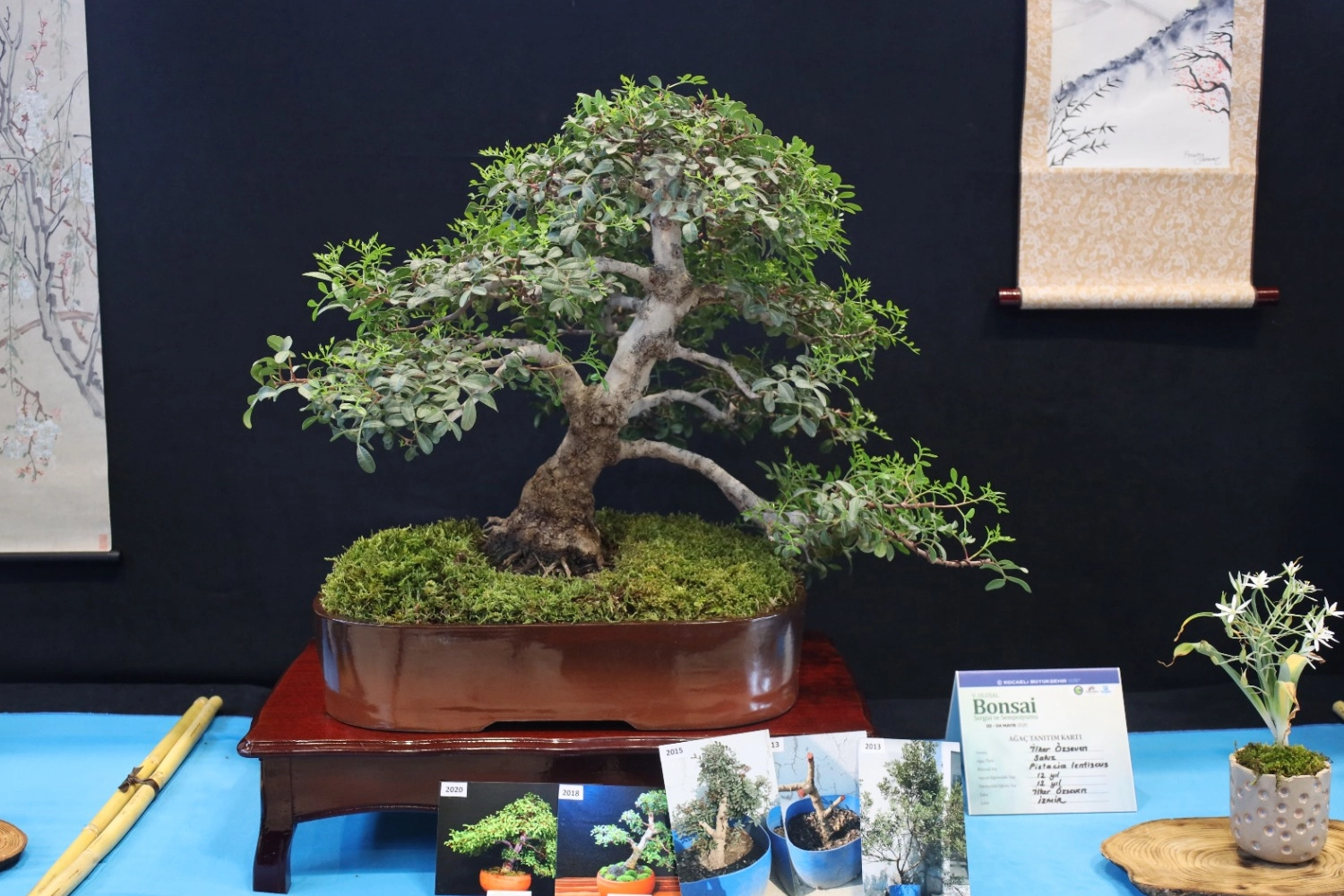 Kocaeli’de sanat tutkunları bonsai sanatı ile tanıştı 