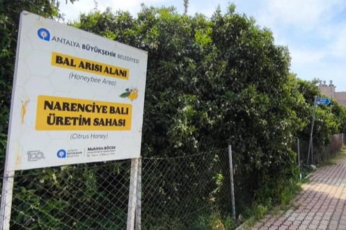 Antalya'da 'Narenciye Balı' koruma altında 
