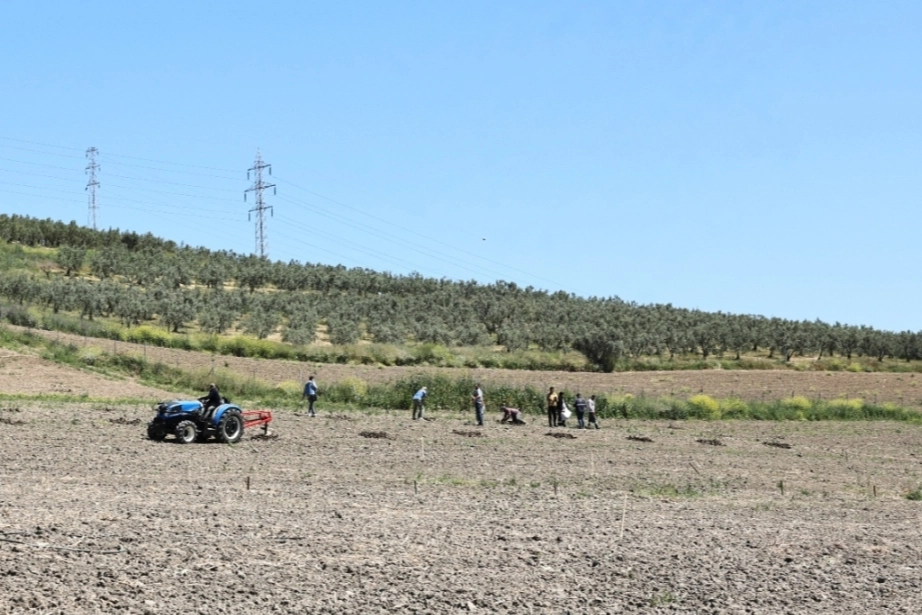 Bursa Nilüfer'den Konaklı’ya 800 zeytin fidanı 