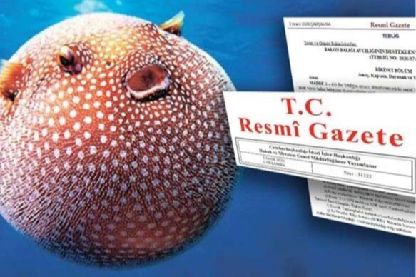 Balon Balığı avcılığı desteği artırıldı 