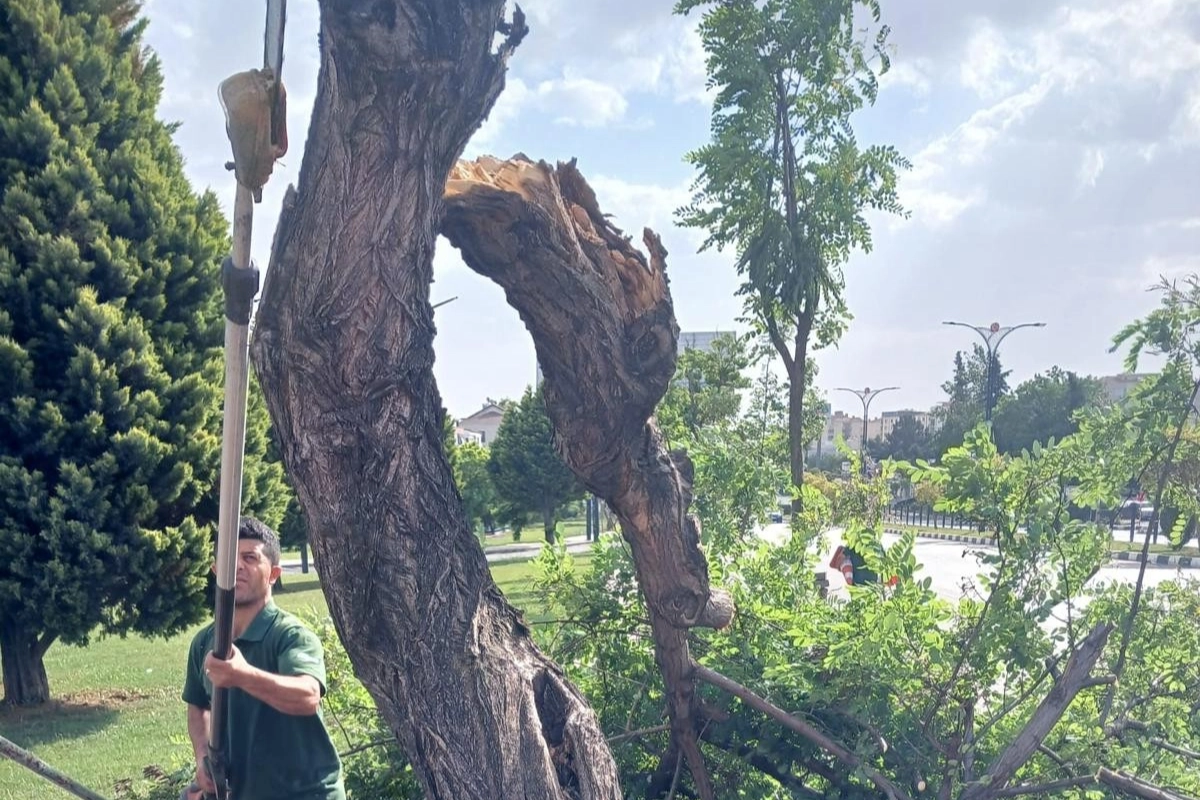 Manisa'da fırtınanın zarar verdiği ağaçlar kaldırıldı 