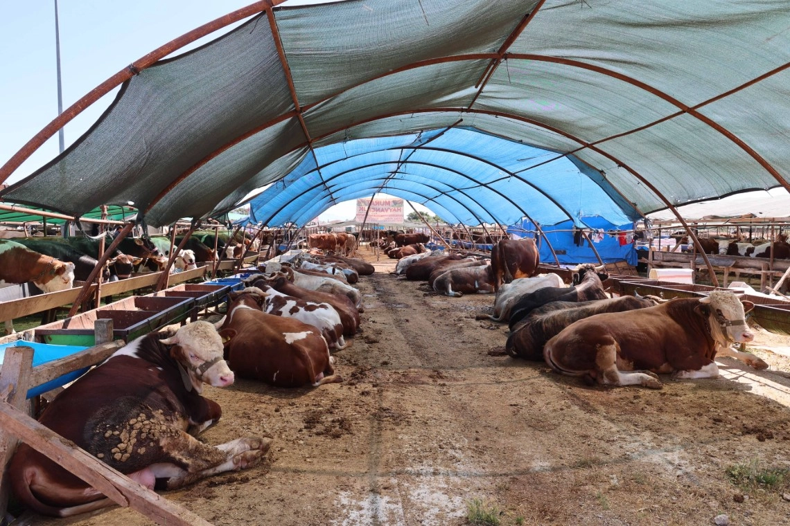 Büyükşehir kurban satış noktalarını ilaçlıyor 