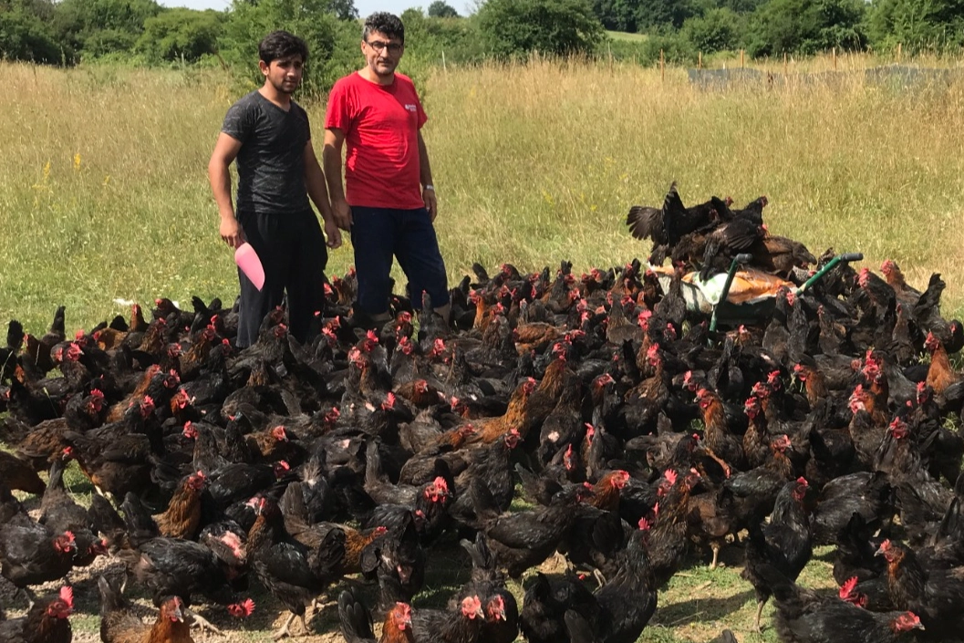 Üreticiye yüzde 50 hibeli yumurta tavuğu desteği 