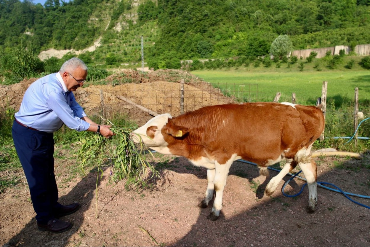 Ordu'da besicilerin yüzü güldü 