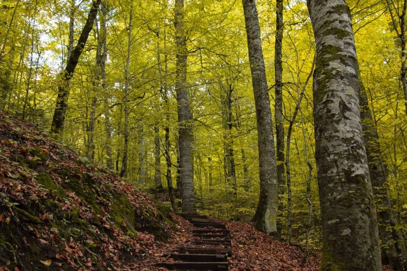 Bolu ormanlarına girişler 30 Eylül'e kadar yasaklandı! 