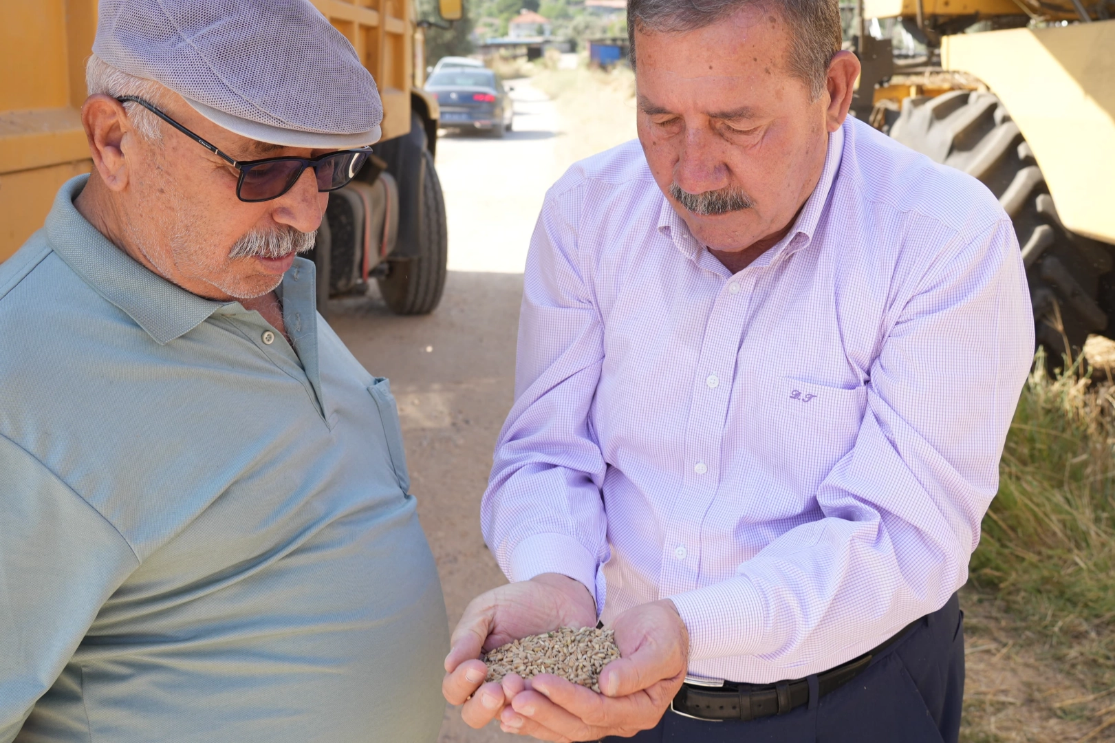 Muğla Milas Belediyesi karakılçık buğday hasadı gerçekleştirdi 