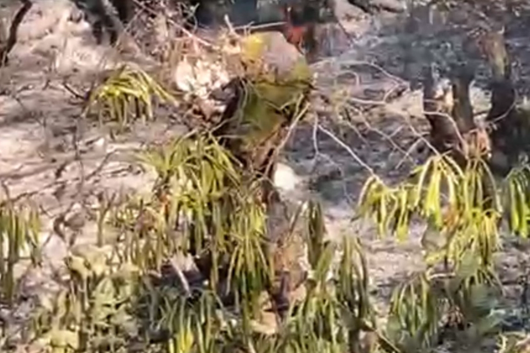 Düzce’de orman yangını korkuttu! 