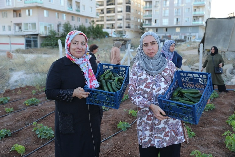 Mardin Artuklu Kent Kadın Bostanları'nda ilk hasat sevinci 
