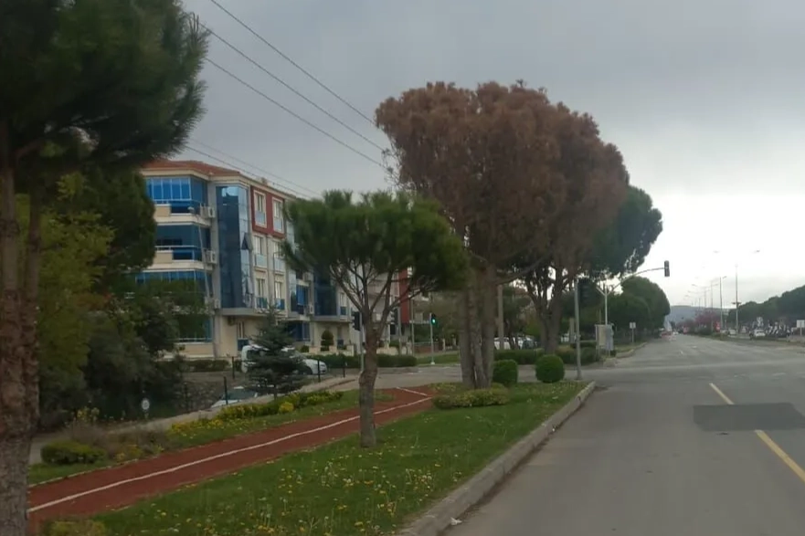 Muğla’da güvenlik ve estetik için kurumuş ağaçlar kaldırılıyor 