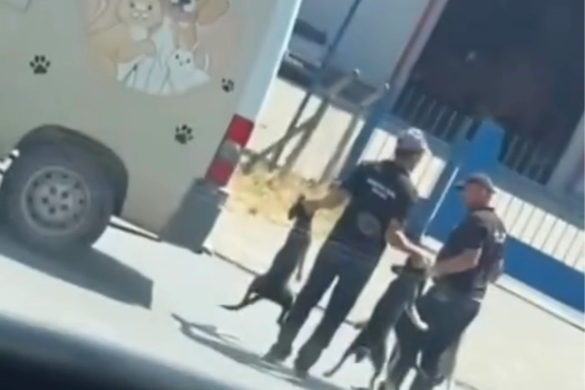 Düzce’de sokak köpeklerinin toplanma görüntüleri sosyal medyada tepki çekti 