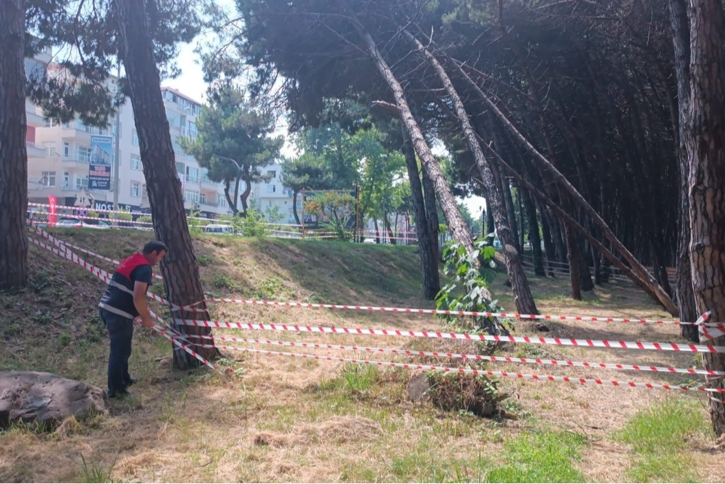 Ordu'da can ve mal güvenliğini tehdit eden ağaçlara müdahale edilecek 