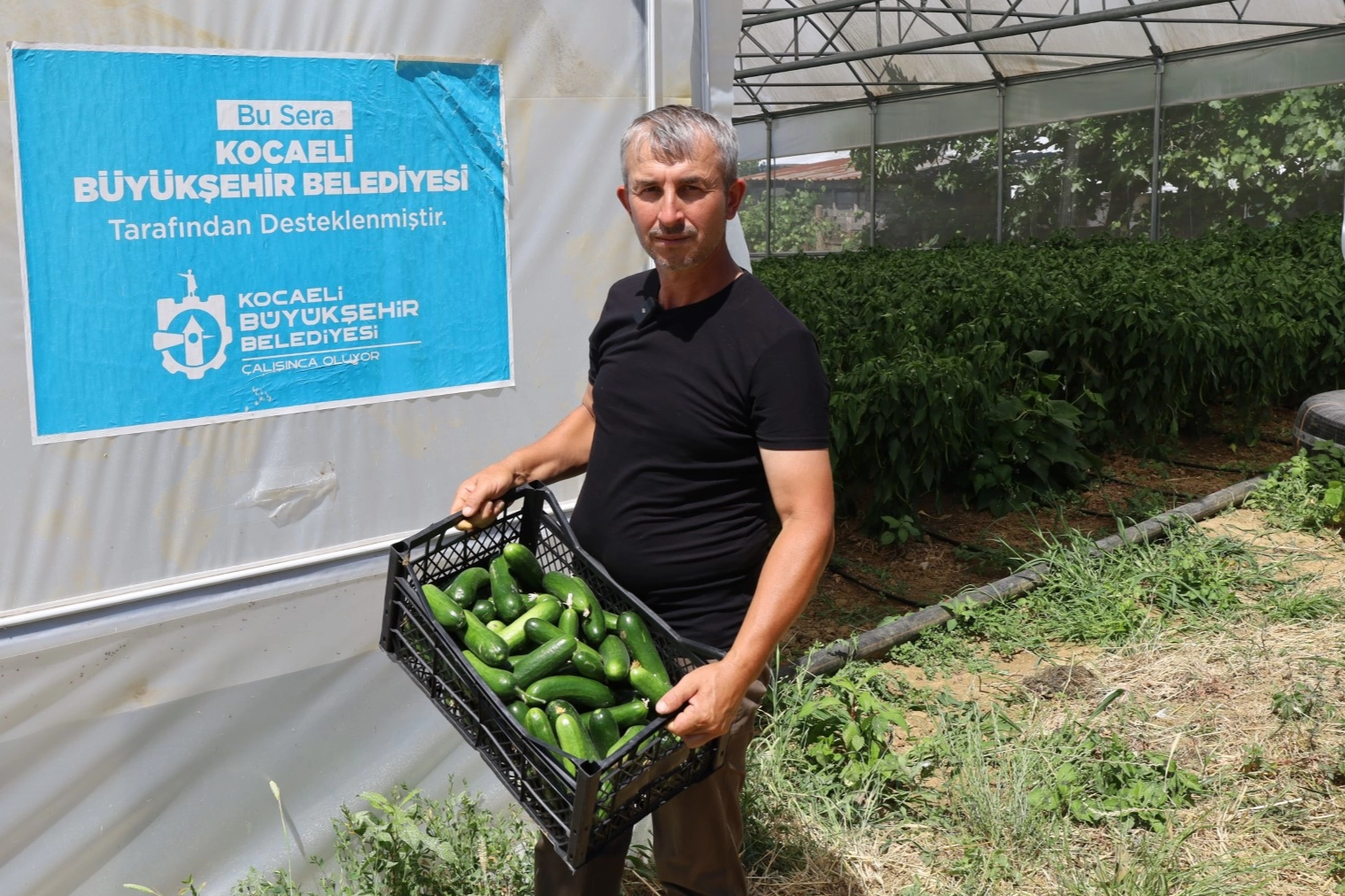 Kocaeli'de modern seralarda hasat bereketi 