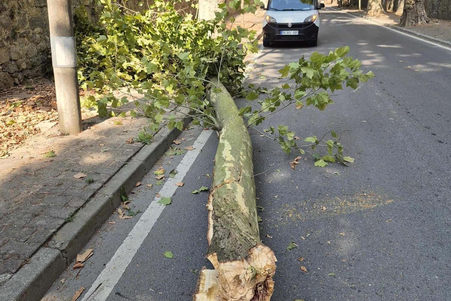 İstanbul'da 58 ağaç devrildi, 6 araç hasar gördü... Dikkat! Bu gecede etkili olacak 
