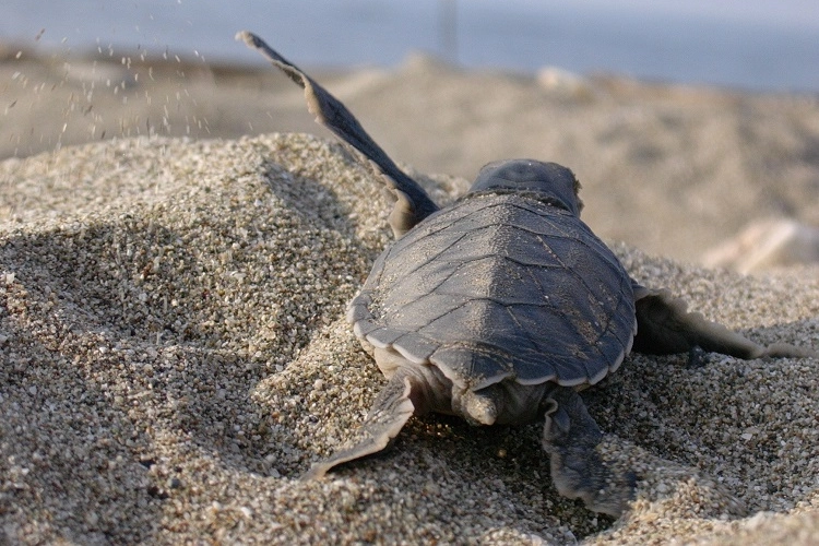Mavi Gönüllüleri, Caretta Caretta’ları Akdeniz’le buluşturuyor 