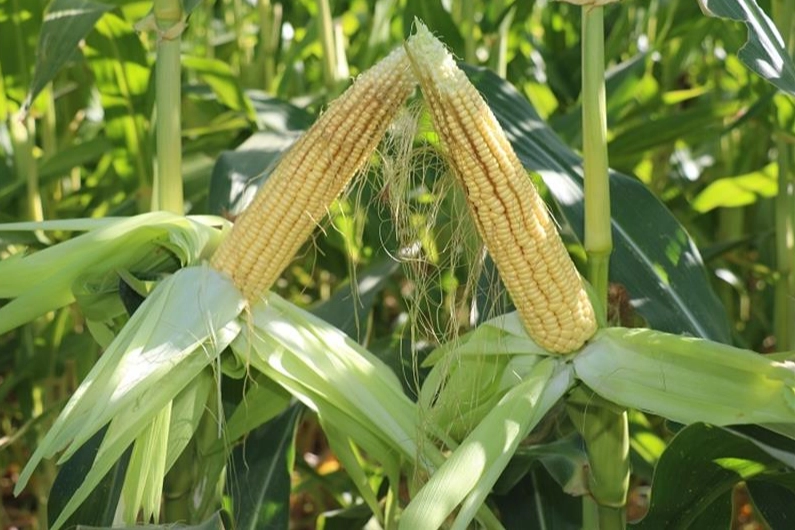 TİGEM’den 4 bin 500 ton silajlık mısır ihalesi 